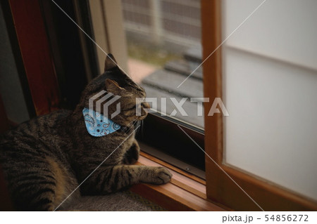 猫 たそがれ 猫 たそがれ 54856272