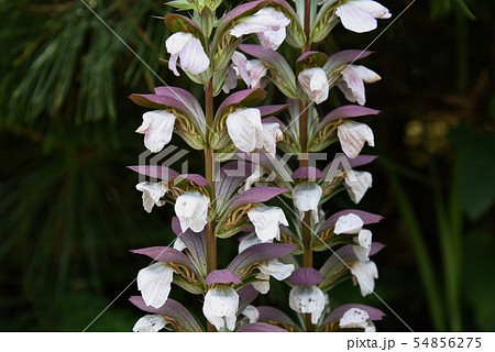 アカンサス・モリス（ハアザミ） 54856275