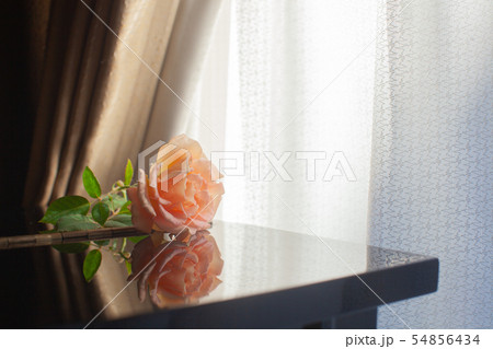 ピアノの上のバラ一輪 ピアノの上のバラ一輪 54856434