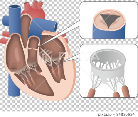 心臓の断面図と弁のイラスト素材