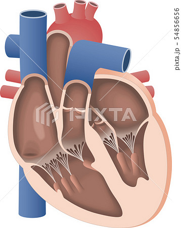心臓の断面図のイラスト素材