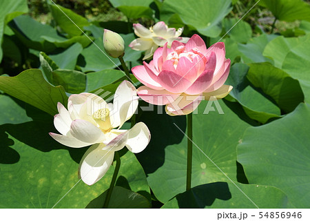 ハスの花 54856946