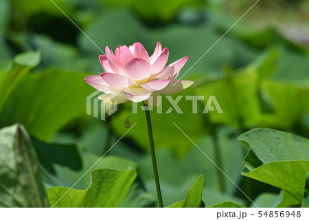 ハスの花 ハスの花 54856948