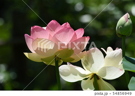 ハスの花 54856949