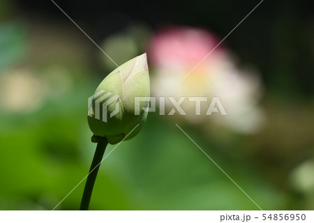 ハスの花 54856950