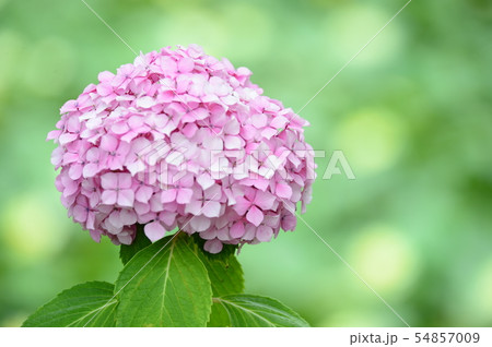 紫陽花 紫陽花 54857009
