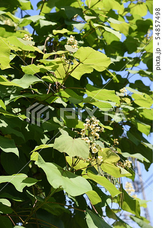 キササゲの花 キササゲの花 54857498