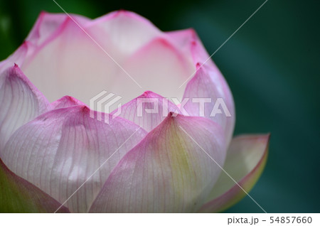 蓮の花 54857660