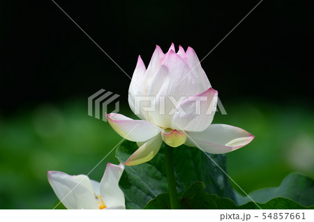蓮の花 蓮の花 54857661