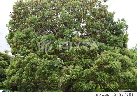 ヤマモモ 54857682