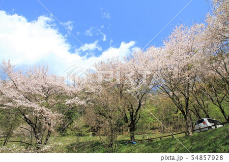 神奈川県秦野市 弘法山公園 浅間山 桜の写真素材