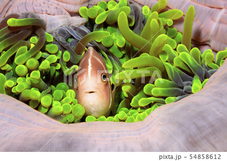 Pink Amenonefish, Amphiprion perideraion 54858612
