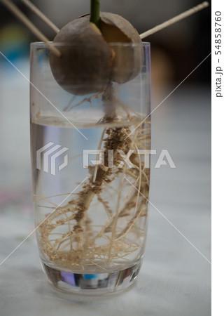 アボカドのコップによる発芽 54858760