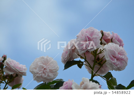 横浜　港が見える丘公園のバラ 54858922