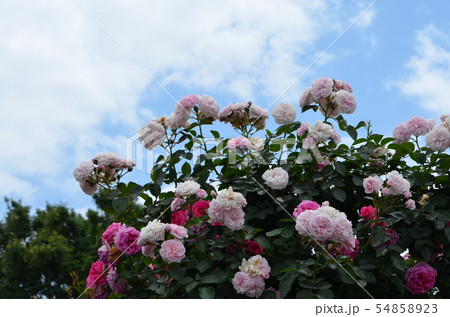 横浜　港が見える丘公園のバラ 54858923