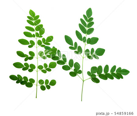 moringa leaves isolated on white background 54859166