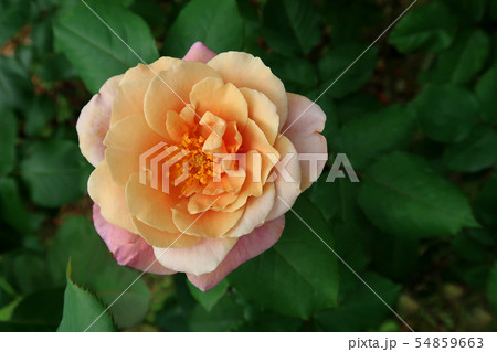 バラ バラ 54859663