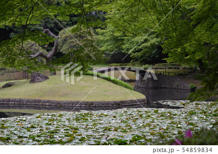 小石川後楽園 睡蓮と円月橋 小石川後楽園 睡蓮と円月橋 54859834