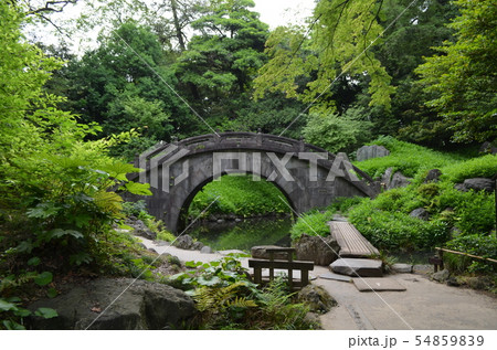 小石川後楽園　睡蓮と円月橋 54859839