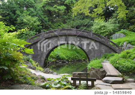 小石川後楽園 睡蓮と円月橋 小石川後楽園 睡蓮と円月橋 54859840
