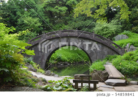 小石川後楽園　睡蓮と円月橋 54859841