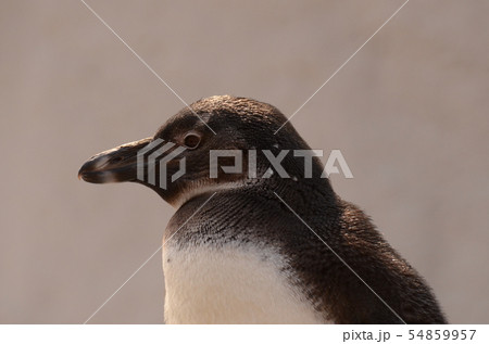 ケープペンギン30 54859957
