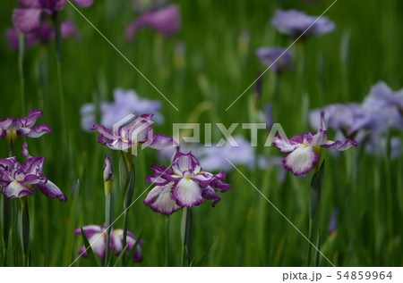 小石川後楽園　水辺を彩る菖蒲 54859964