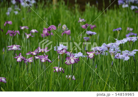 小石川後楽園　水辺を彩る菖蒲 54859965