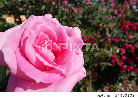 薔薇　ピンク 54860108