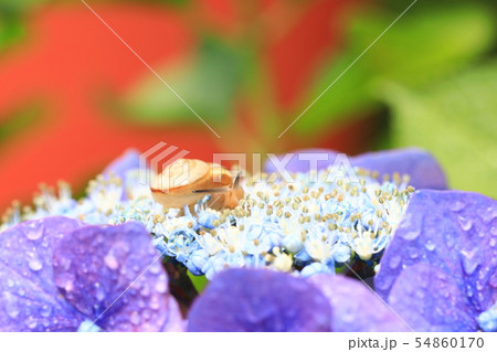 かたつむり974 かたつむり974 54860170