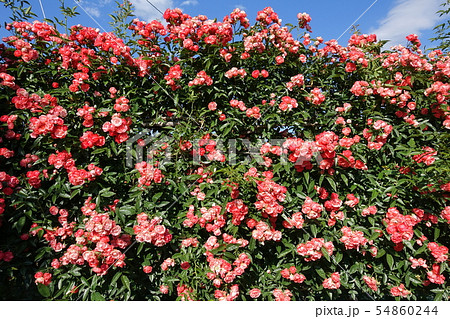 満開のつるバラ 赤 満開のつるバラ 赤 54860244