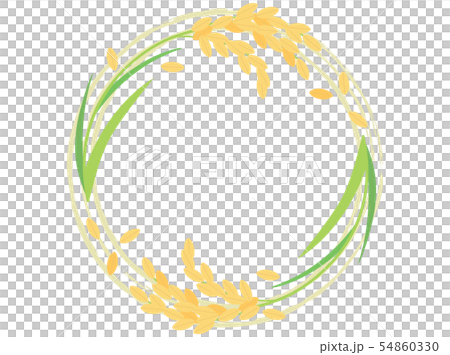 稲8　稲穂 54860330