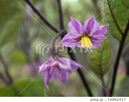 ナスの花 ナスの花 54860437
