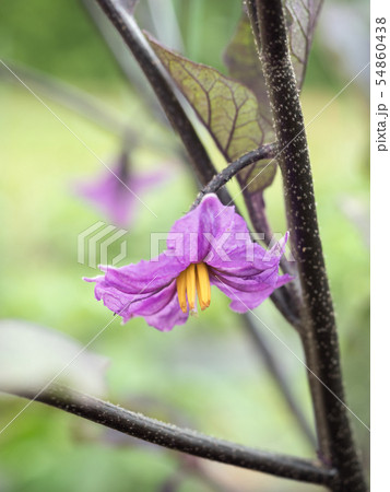 ナスの花 ナスの花 54860438