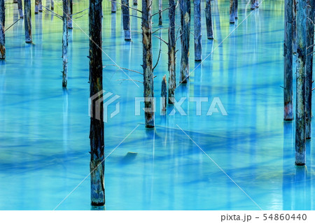 青い池 54860440