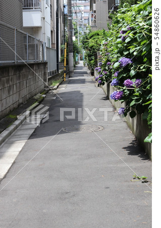 アジサイと一本道 アジサイと一本道 54860626