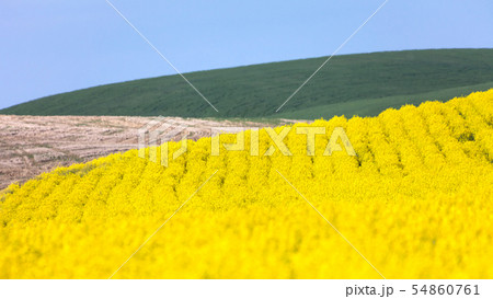 Yellow Canola Flower Yellow Canola Flower 54860761