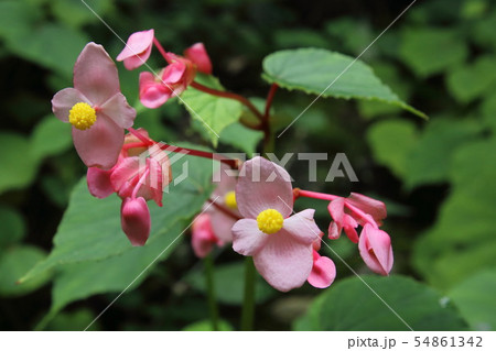 宿谷川の秋海棠 54861342