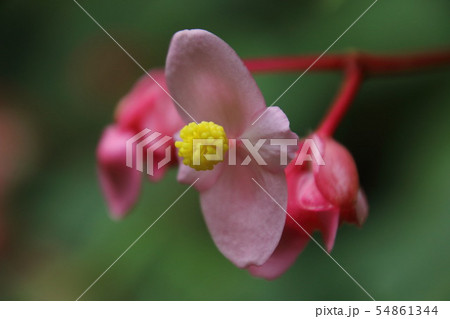 宿谷川の秋海棠 54861344