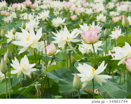 蓮の花 蓮の花 54863744