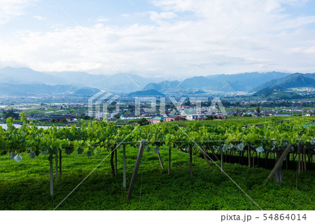 (山梨県-都市風景)ぶどう園から望む勝沼の街並み３ 54864014