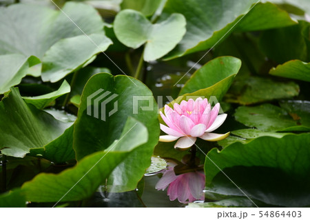 スイレンの花 54864403