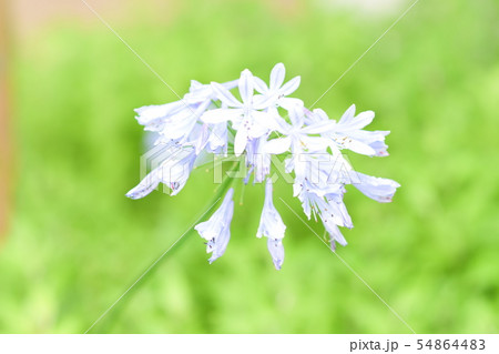 薄紫きれいな花の写真素材