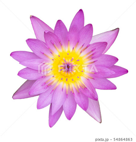 Pink water lily top view on white background 54864863