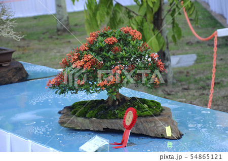 Bonsai tree display for public 54865121