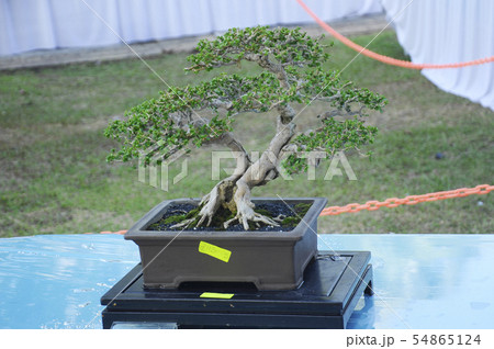 Bonsai tree display for public Bonsai tree display for public 54865124