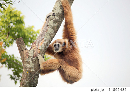 シロテテナガザル シロテテナガザル 54865485