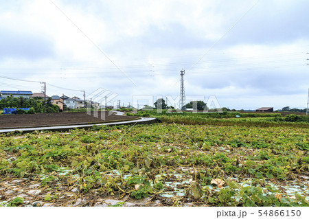 畑（梅雨） 54866150