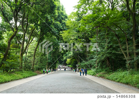 (東京都ー都市風景)新緑の中の明治神宮南参道 (東京都ー都市風景)新緑の中の明治神宮南参道 54866308