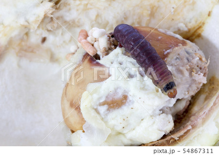 Closeup of worm on durian fruits,Durian seed borer 54867311